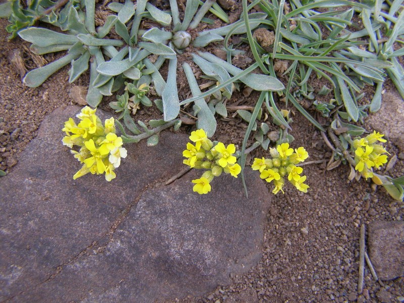 Alyssum atlanticum photo 6