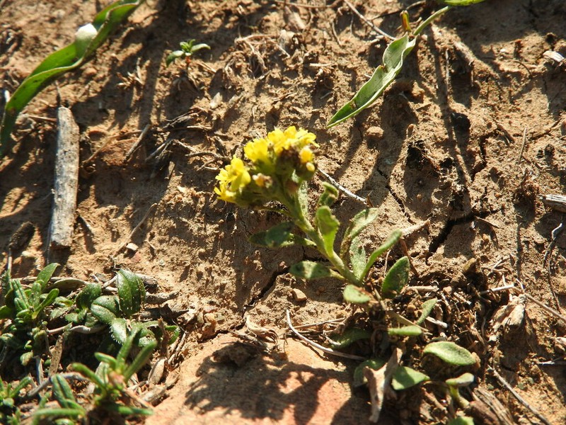 Alyssum atlanticum photo 7