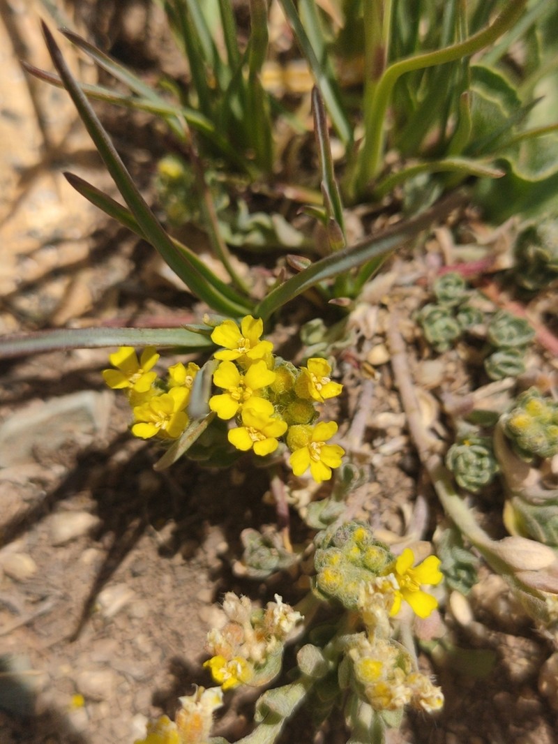 Alyssum atlanticum photo 8