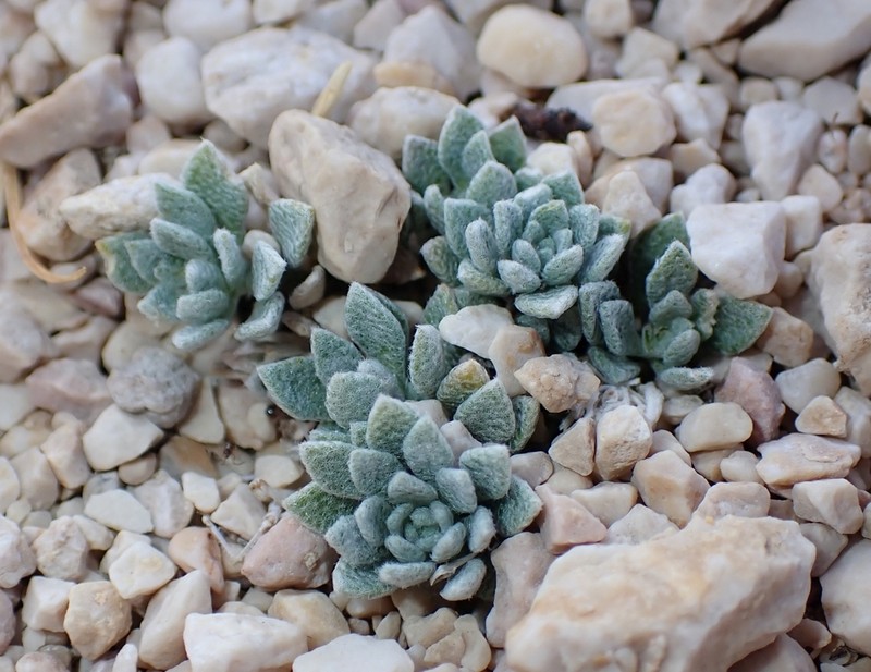 Alyssum austrodalmaticum