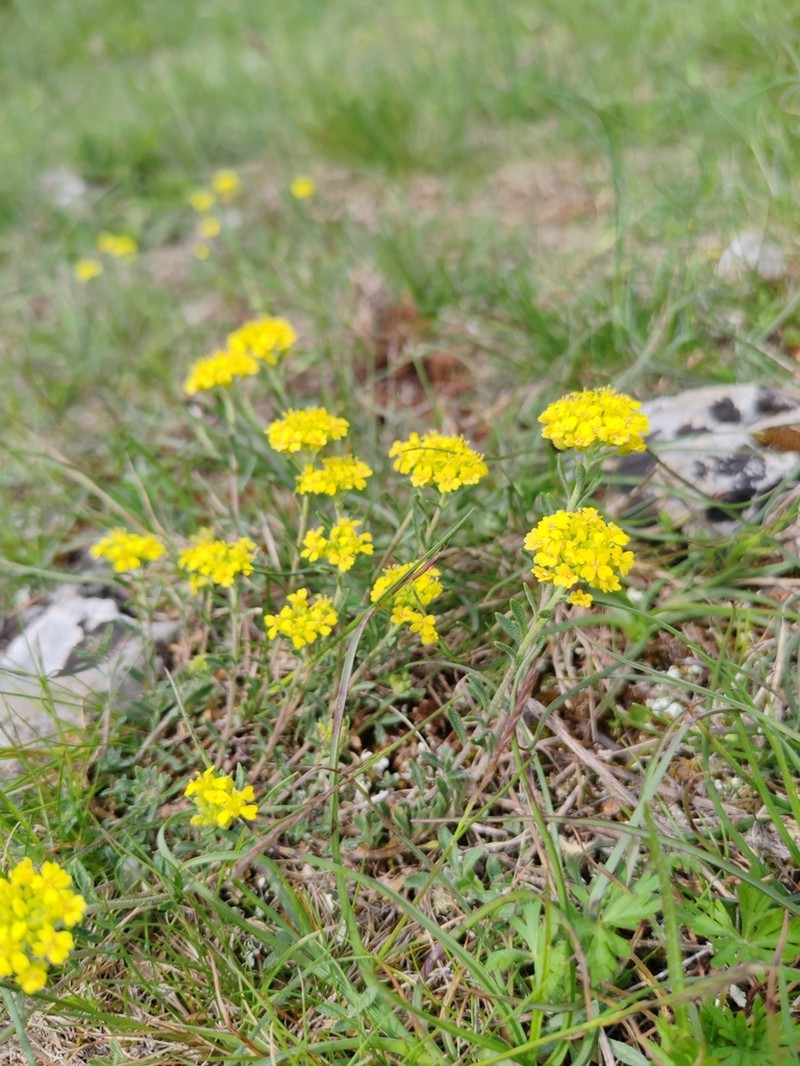 Alyssum austrodalmaticum photo 2