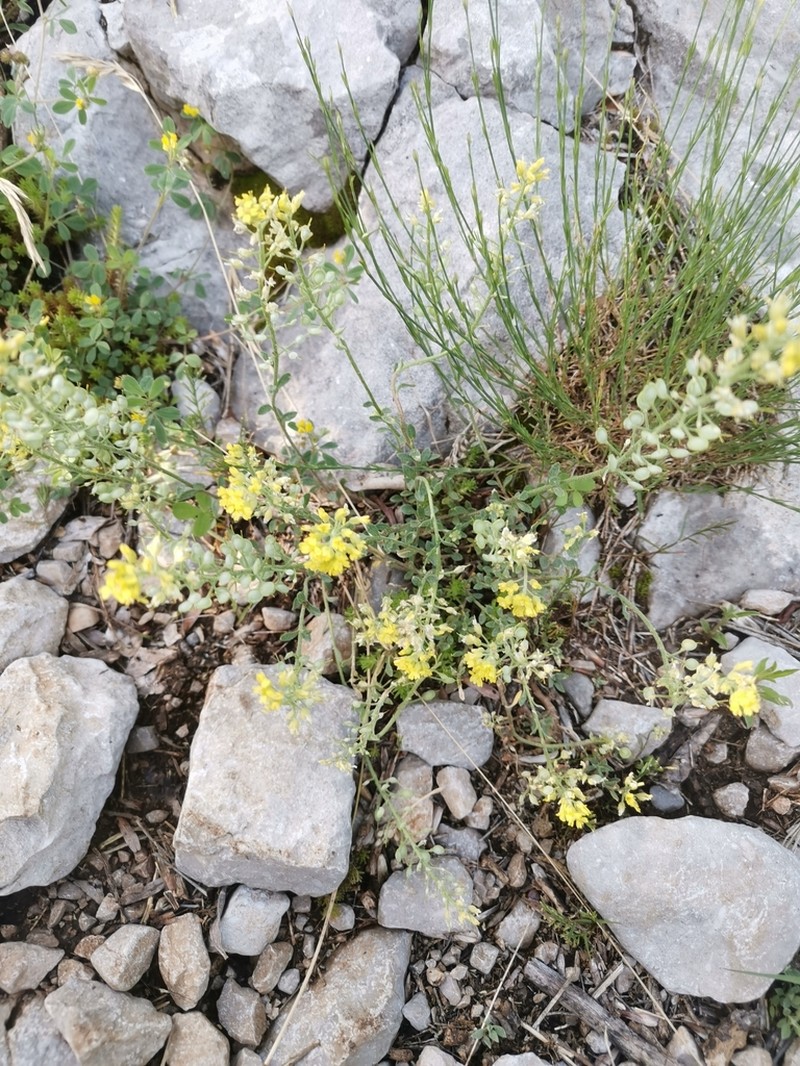 Alyssum austrodalmaticum photo 3
