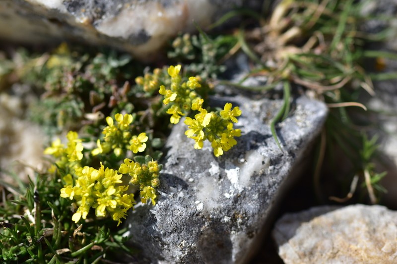Alyssum austrodalmaticum photo 4