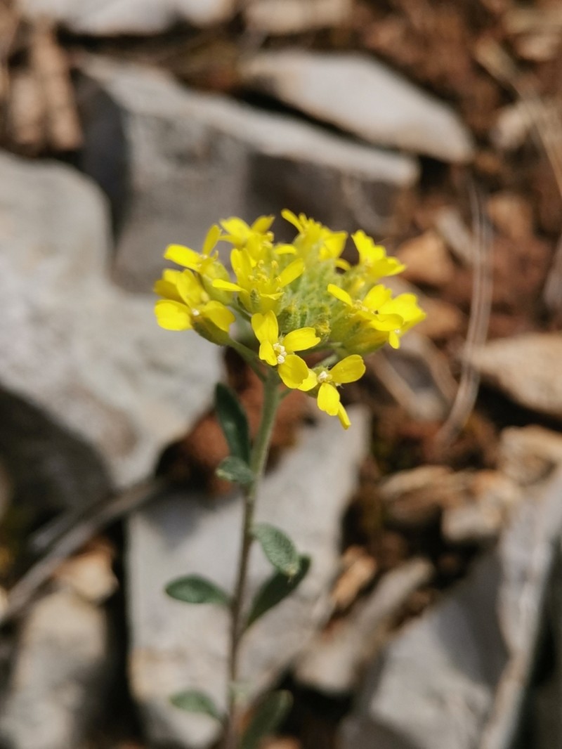 Alyssum austrodalmaticum photo 5