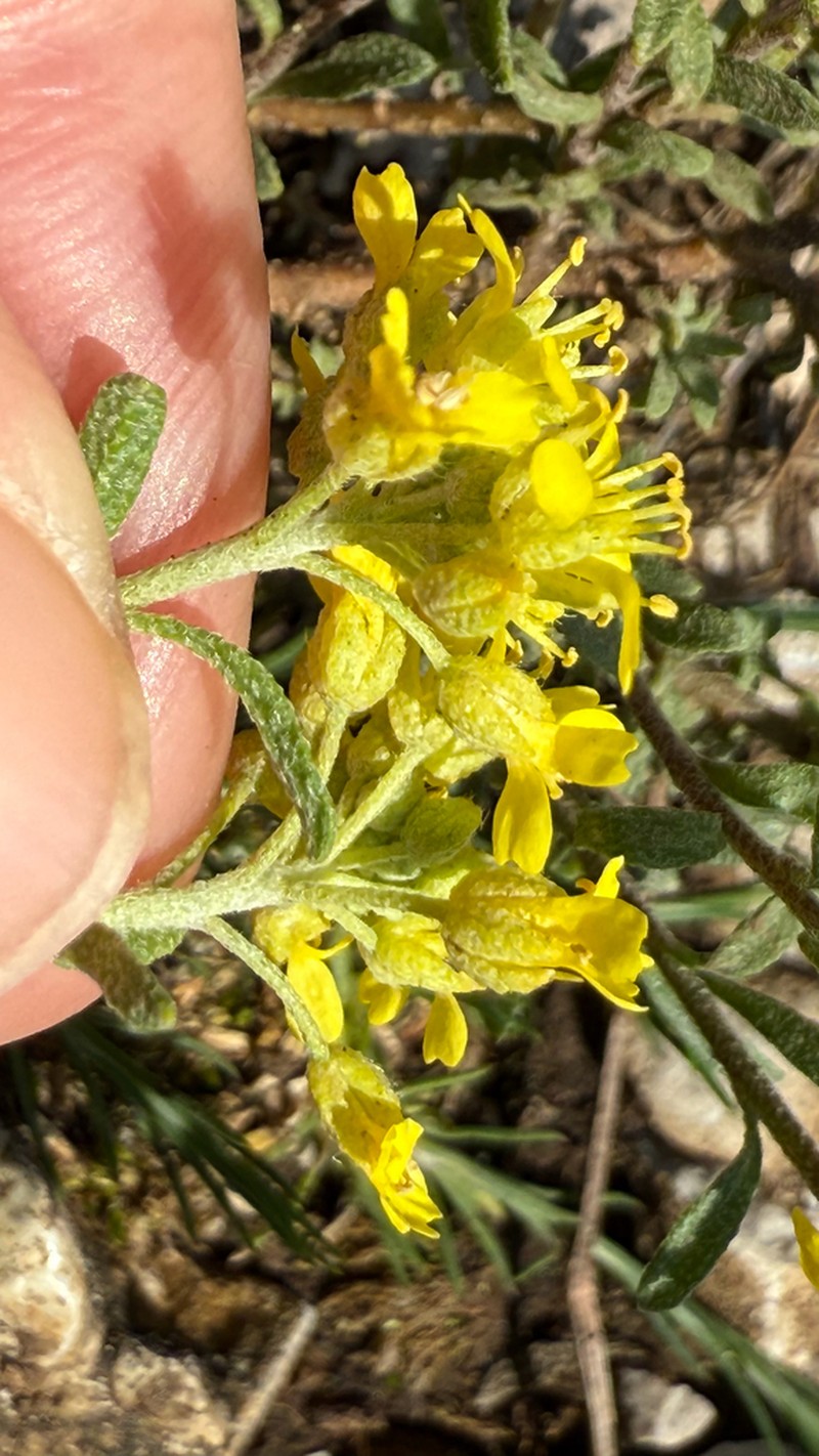 Alyssum austrodalmaticum photo 6