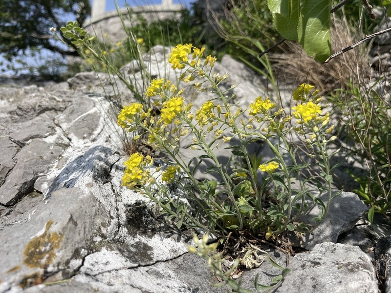 Alyssum austrodalmaticum photo 7