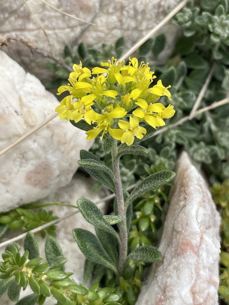 Alyssum austrodalmaticum photo 8