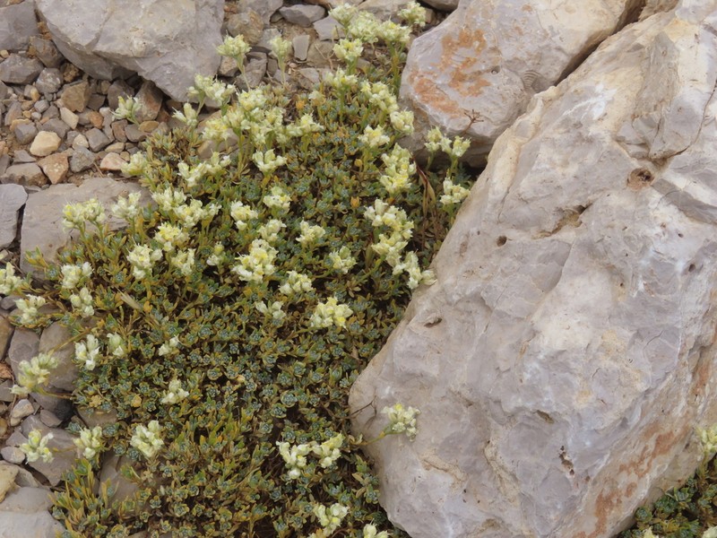 Alyssum baumgartnerianum