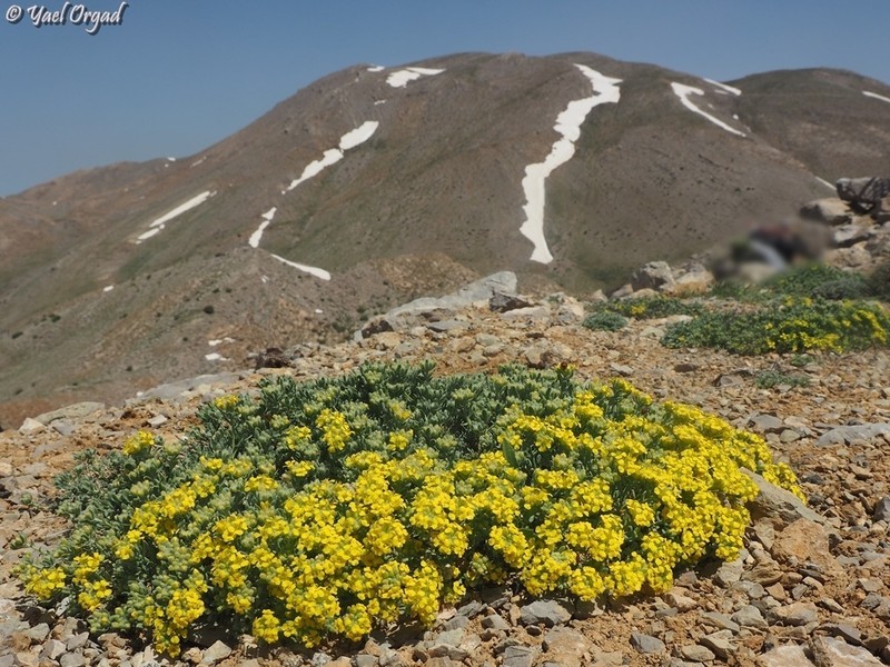 Alyssum baumgartnerianum photo 2