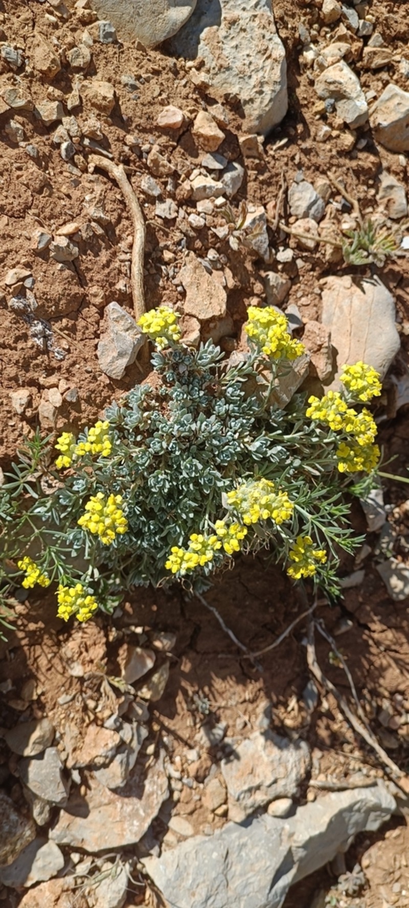 Alyssum baumgartnerianum photo 3