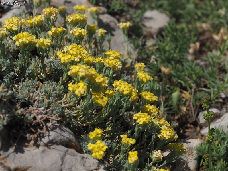 Alyssum baumgartnerianum photo 4