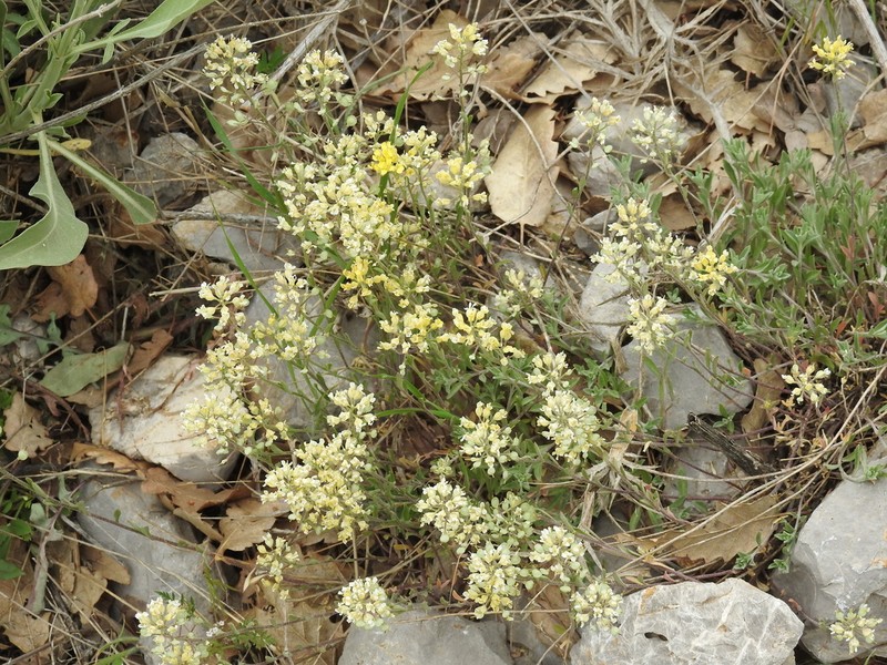 Alyssum baumgartnerianum photo 5