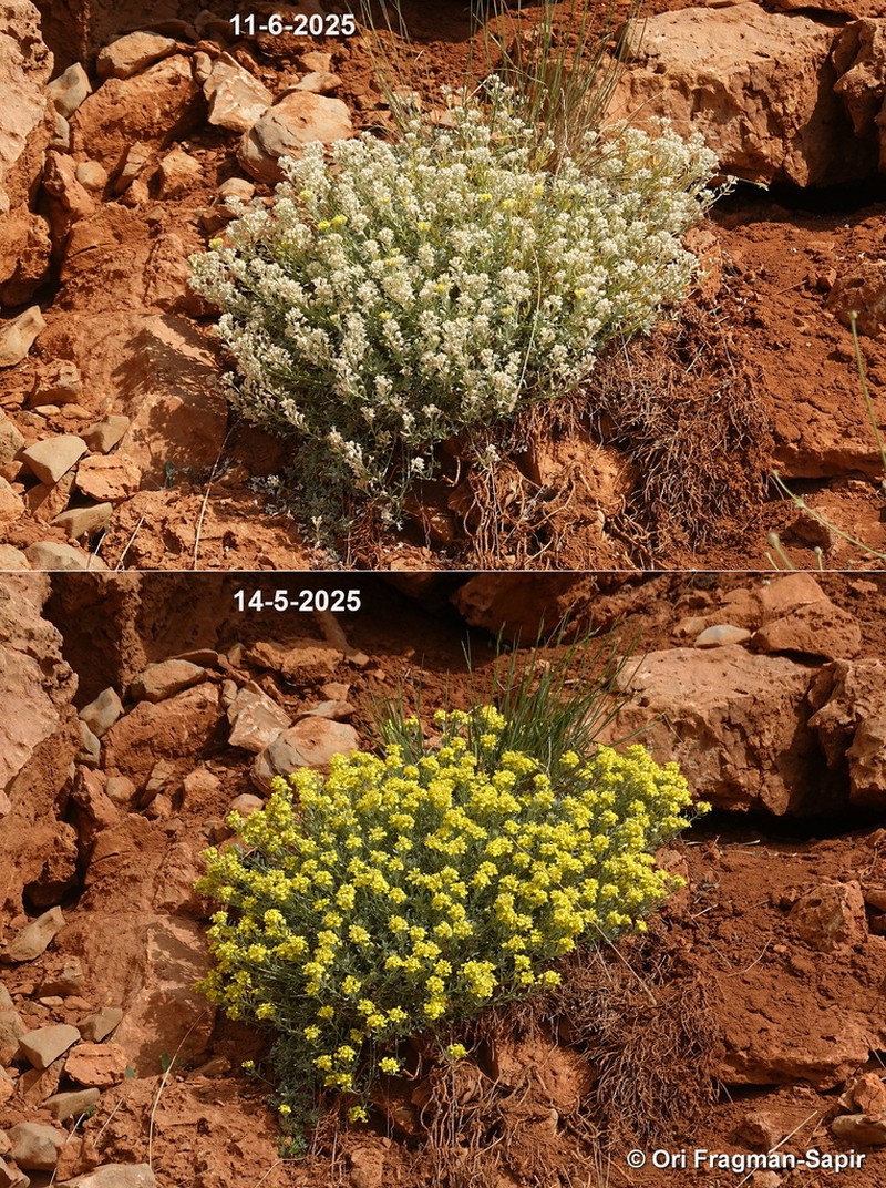 Alyssum baumgartnerianum photo 6