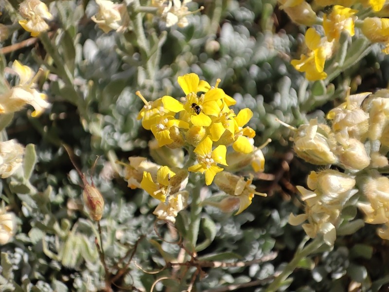 Alyssum baumgartnerianum photo 8