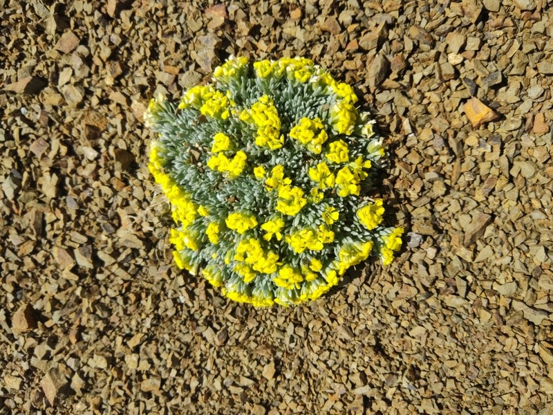 Alyssum bornmuelleri photo 2