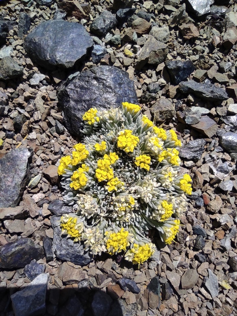 Alyssum bornmuelleri photo 3