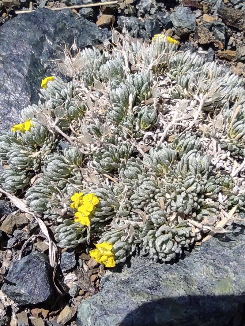 Alyssum bornmuelleri photo 4