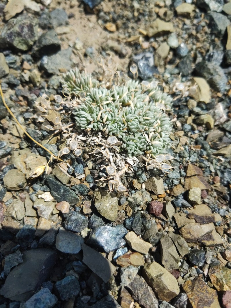 Alyssum bornmuelleri photo 5