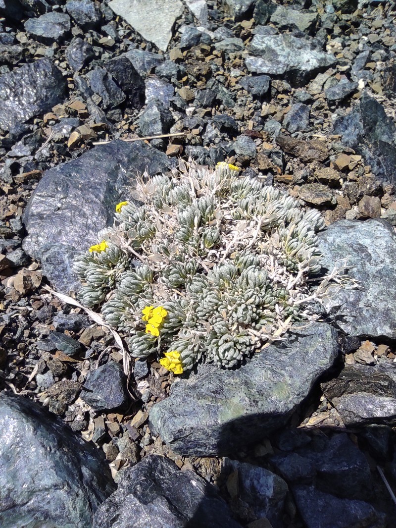 Alyssum bornmuelleri photo 6