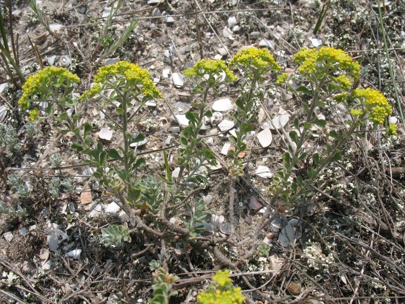 Alyssum borzaeanum