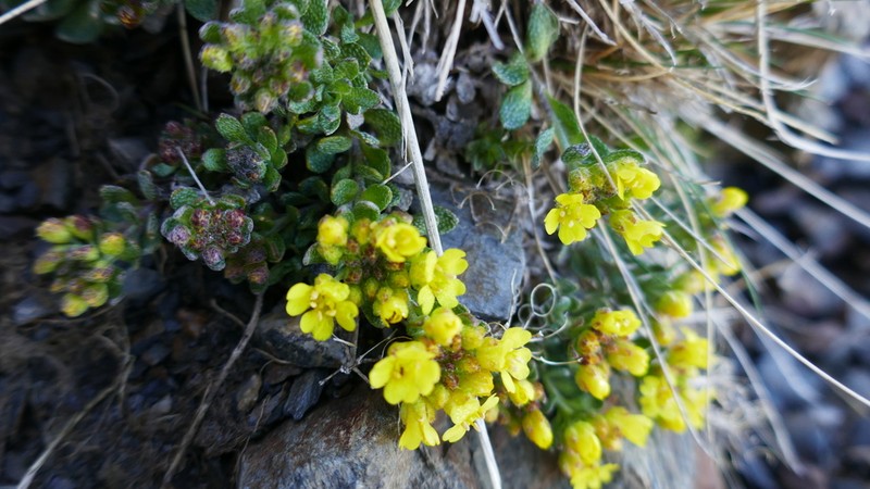 Alyssum cacuminum