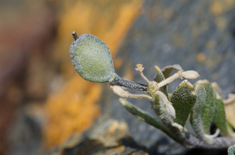 Alyssum cacuminum photo 2