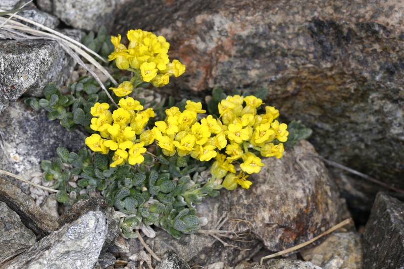 Alyssum cacuminum photo 3