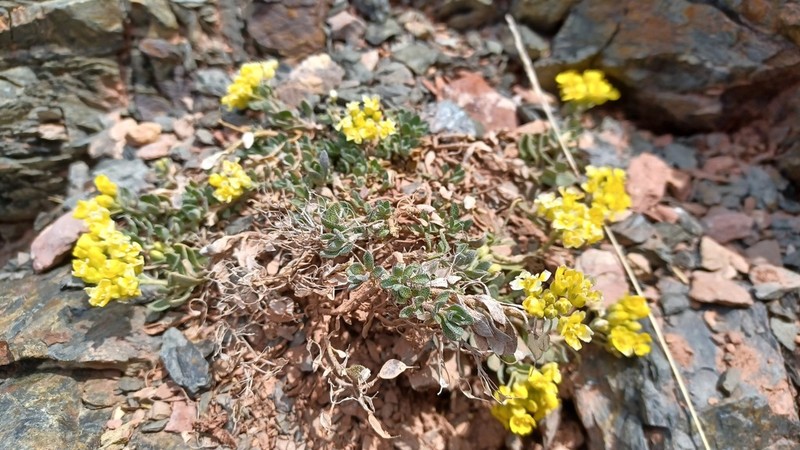 Alyssum cacuminum photo 4