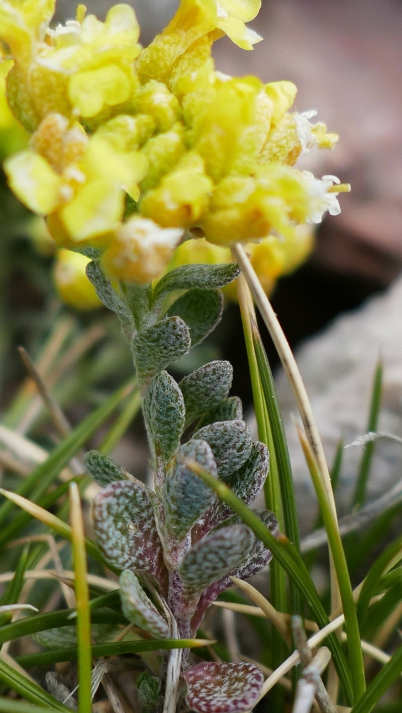 Alyssum cacuminum photo 5