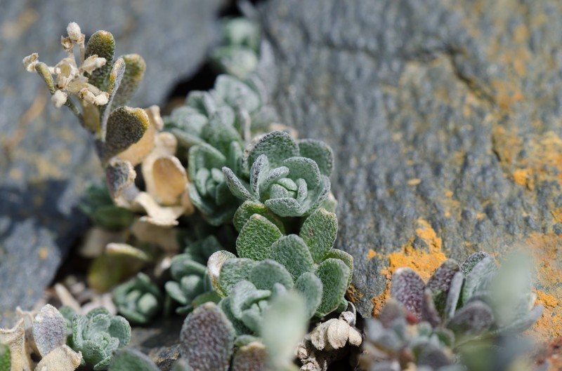 Alyssum cacuminum photo 6
