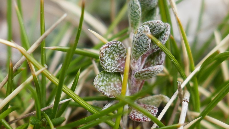 Alyssum cacuminum photo 7