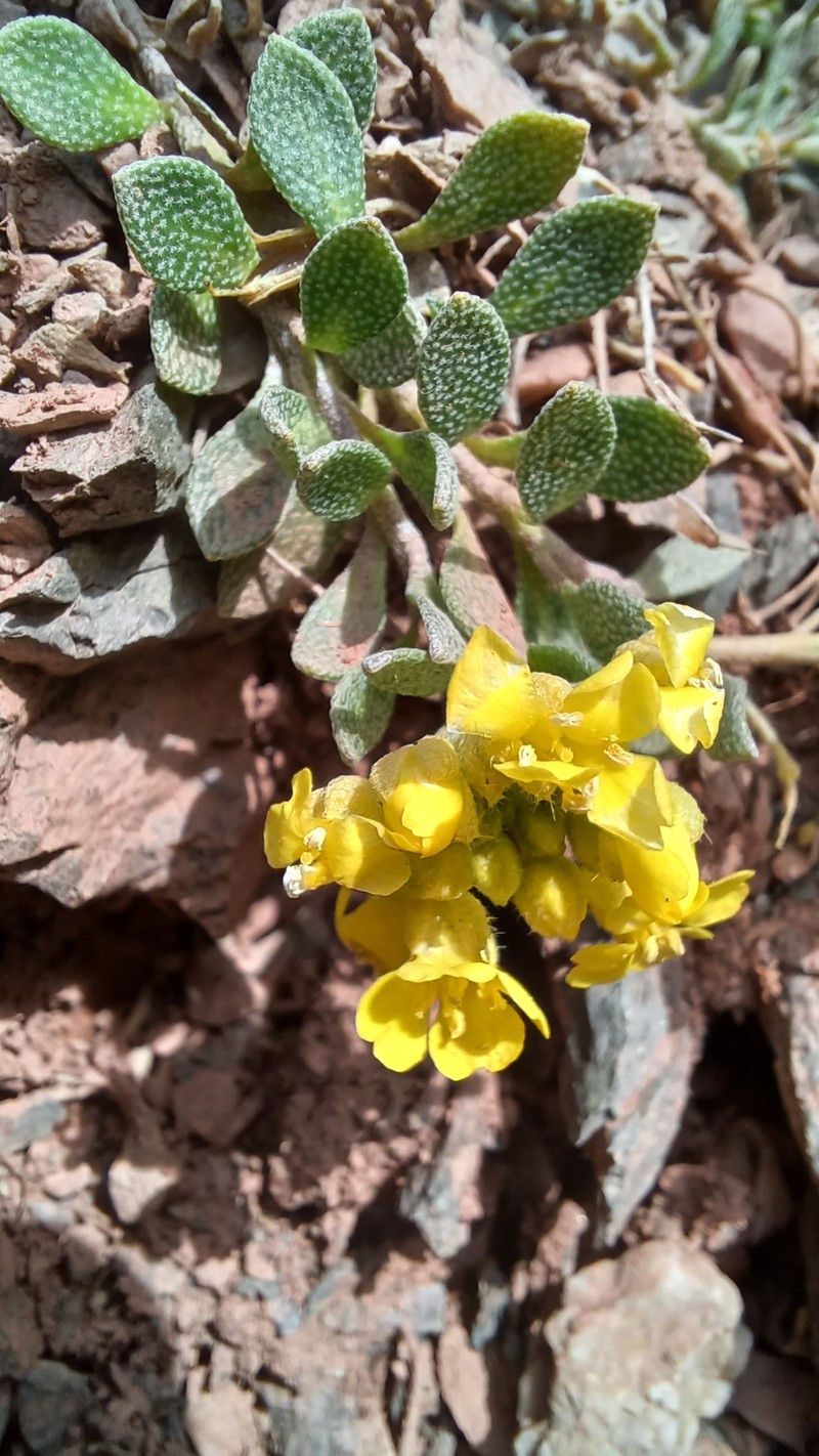 Alyssum cacuminum photo 8