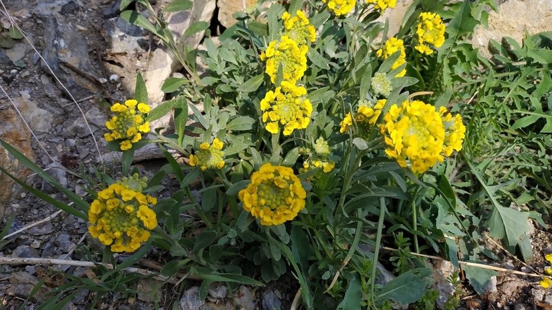 Alyssum calycocarpum