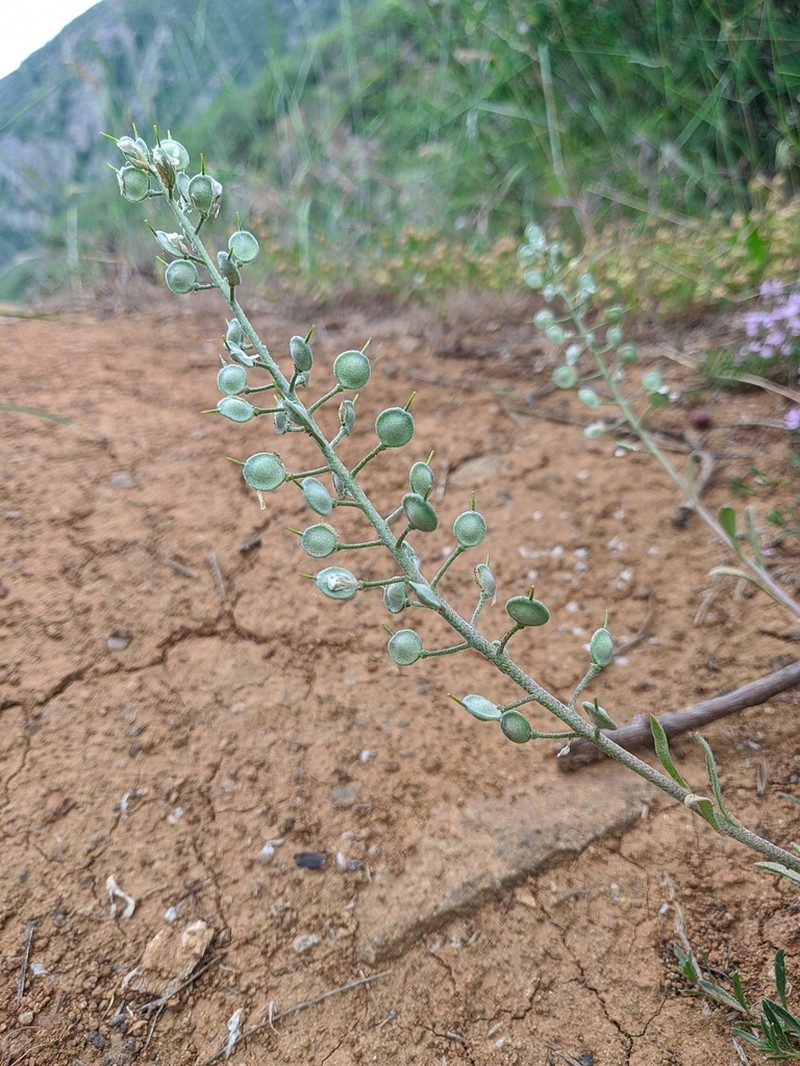 Alyssum calycocarpum photo 2