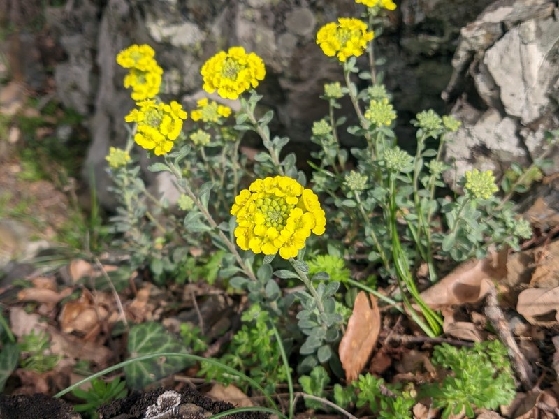 Alyssum calycocarpum photo 3