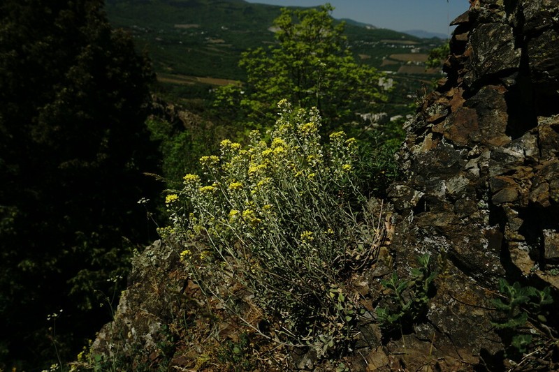 Alyssum calycocarpum photo 4