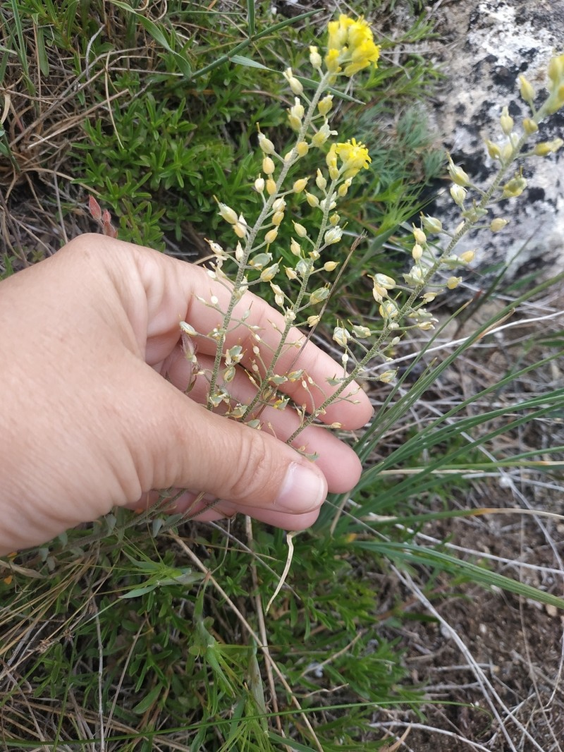 Alyssum calycocarpum photo 5