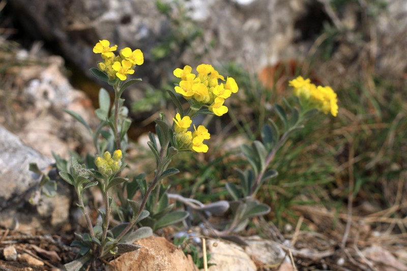 Alyssum calycocarpum photo 6