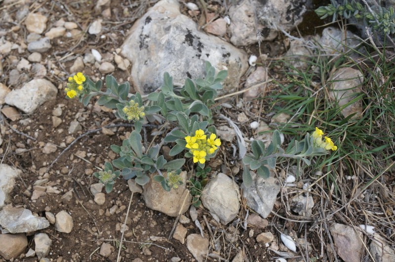 Alyssum calycocarpum photo 7
