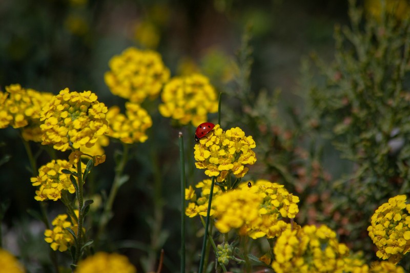 Alyssum calycocarpum photo 8