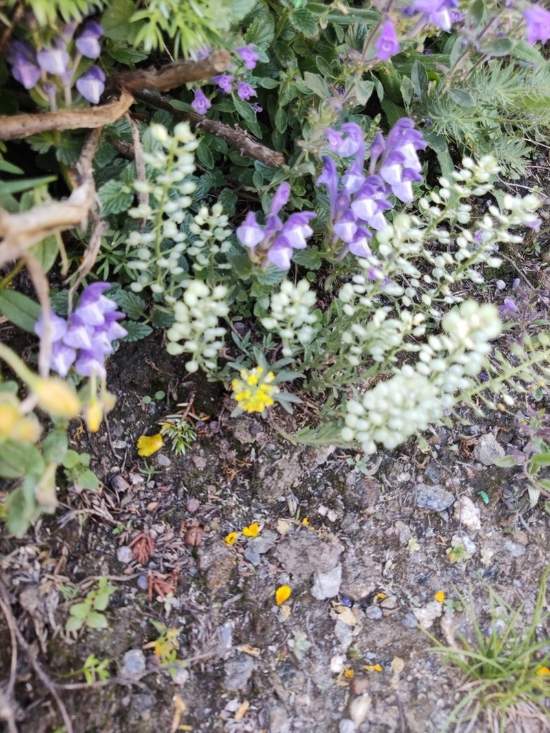 Alyssum cognense photo 3