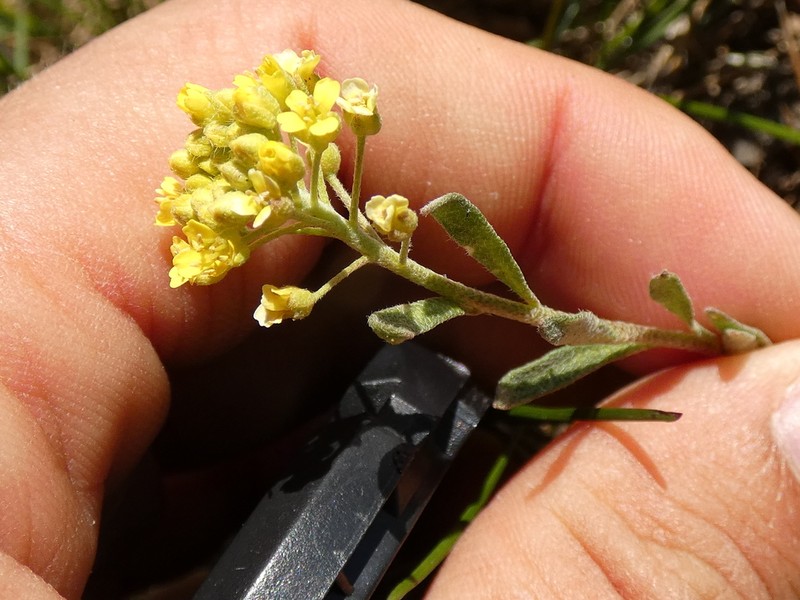 Alyssum cognense photo 4