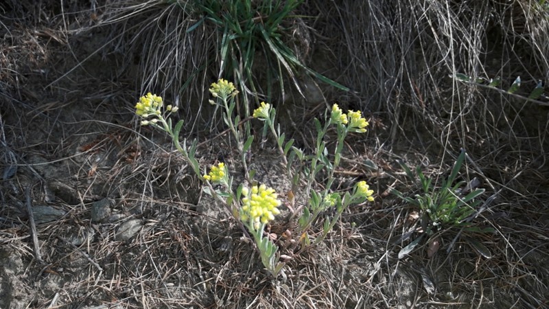 Alyssum cognense