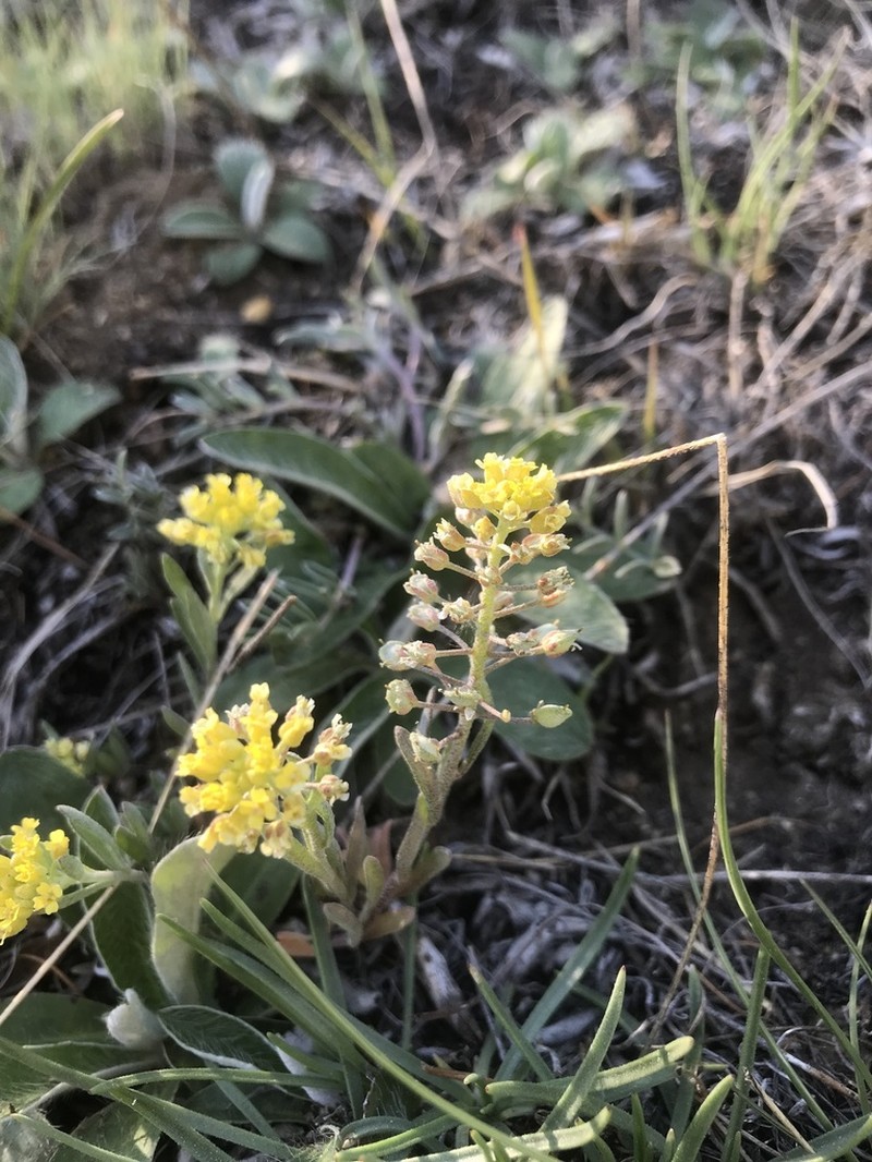 Alyssum cognense photo 2