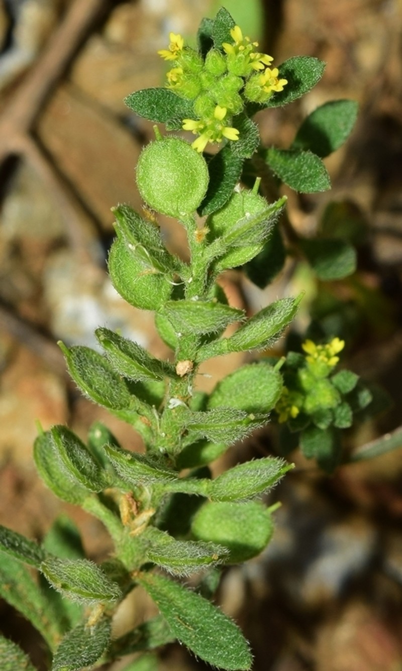 Alyssum collinum