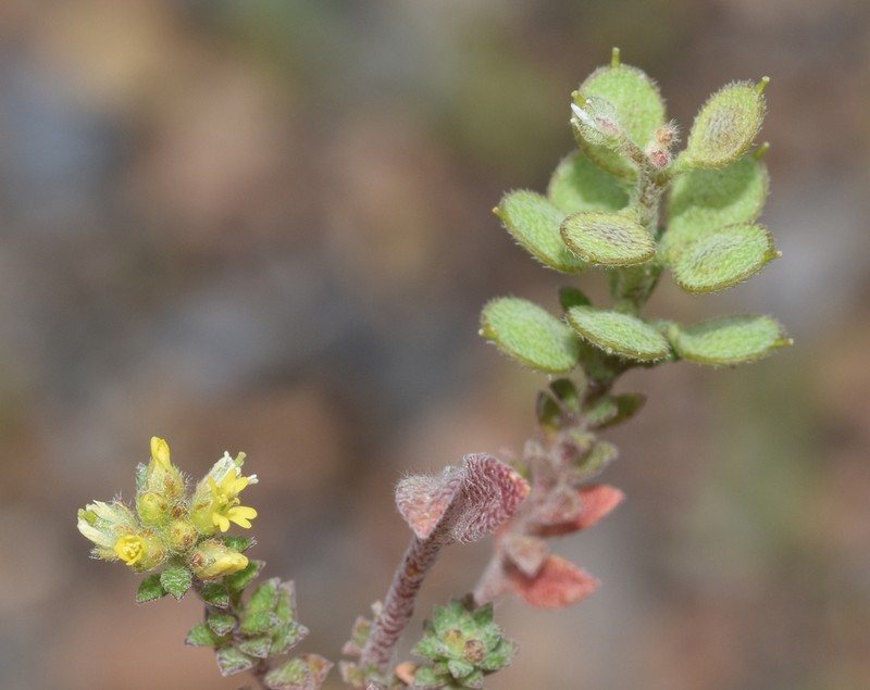 Alyssum collinum photo 2