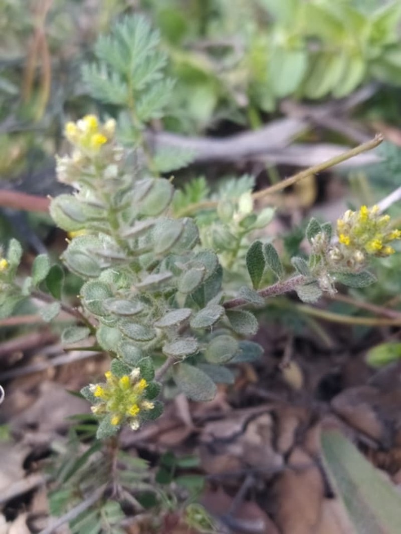 Alyssum collinum photo 3
