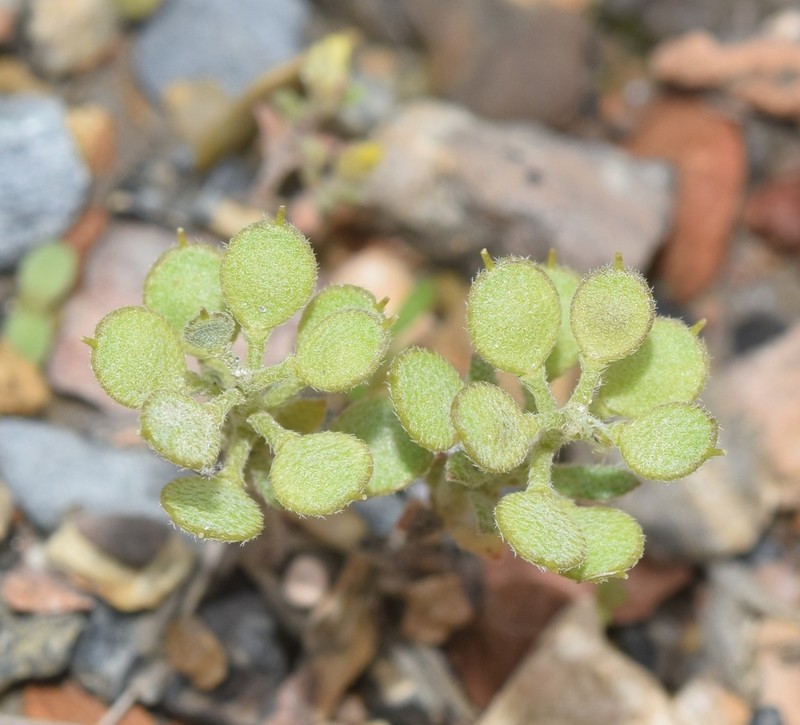 Alyssum collinum photo 4