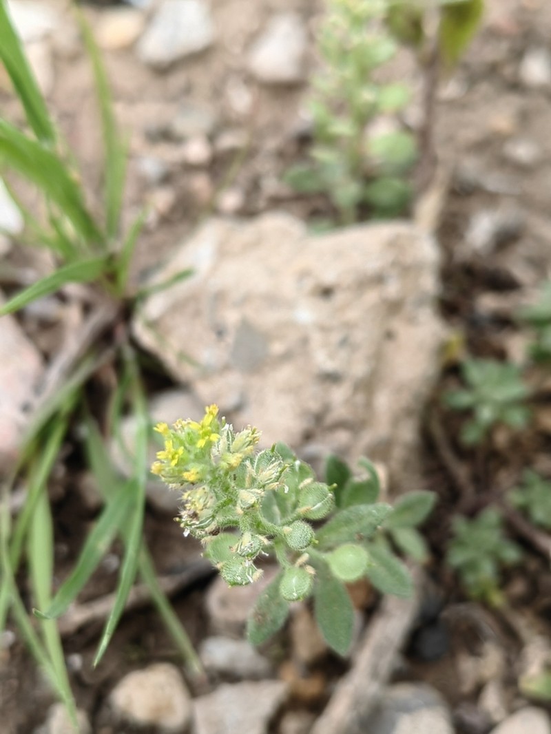 Alyssum collinum photo 6