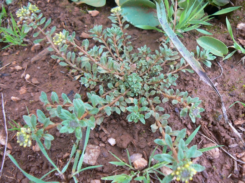 Alyssum collinum photo 7
